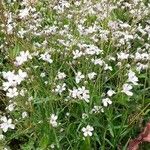 Gypsophila repens Ostatní