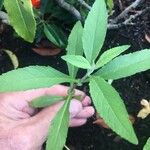 Buddleja globosa पत्ता