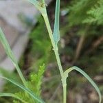 Tragopogon buphthalmoides Leaf