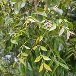 Swietenia mahagoni Ліст