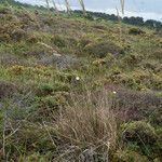 Arrhenatherum longifolium Habit