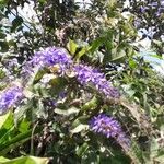 Petrea volubilis花