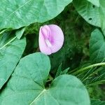 Centrosema virginianum Flower