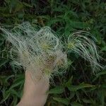 Clematis campestris Fruto