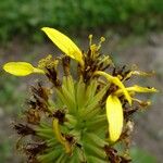 Ligularia mongolica Flower