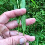 Steinchisma laxum Leaf