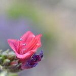 Echium creticum Virág