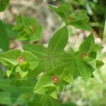 Euphorbia dulcis Arall