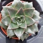 Echeveria purpusiorum Folha