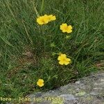 Potentilla pyrenaica Habit