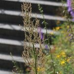 Rumex thyrsiflorus Flower