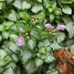 Lamium maculatumÇiçek