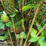 Costus dubius Fleur