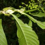 Psychotria grandis Fruit