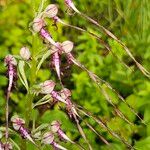 Himantoglossum adriaticum Flower