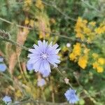 Cichorium endiviaFlower