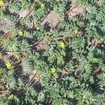 Tribulus terrestris 叶