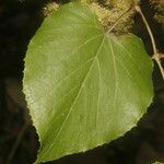 Vitis tiliifolia Leaf