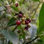 Psychotria carthagenensis Fruto