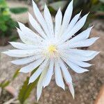 Epiphyllum hookeri Flower