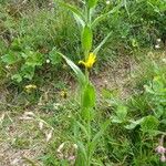 Centaurea uniflora Fiore