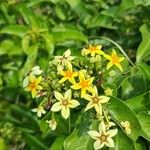 Mussaenda arcuataFlower