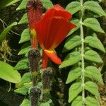 Columnea gloriosa Λουλούδι