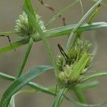 Cyperus michelianus 花