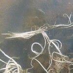 Vallisneria spiralis Ekosanga