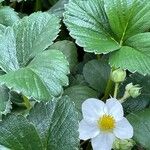 Fragaria × ananassaHostoa