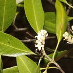 Avicennia germinans Flower