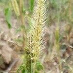 Setaria viridis പുഷ്പം