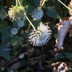 Melanthera nivea Hafa
