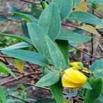 Hypericum patulum 葉