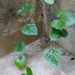 Asarum caudatum Yaprak