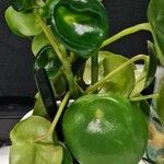 Peperomia polybotryaBlatt