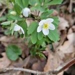 Isopyrum thalictroides Folha