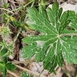 Geranium mascatense Leaf