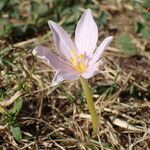 Colchicum alpinum Habit