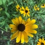 Rudbeckia fulgidaFlower