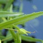 Gratiola officinalis Blatt