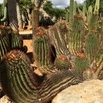 Ferocactus pilosus Агульны выгляд