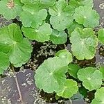 Hydrocotyle ranunculoides Levél