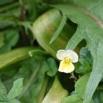 Viola lutea 整株植物