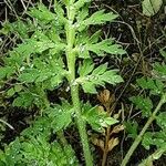 Papaver argemone Blad