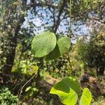 Mucuna pruriens Leaf