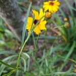 Coreopsis tinctoriaফুল