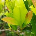 Syzygium aromaticum List