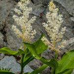 Maianthemum racemosum Květ