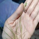 Danthonia decumbens List